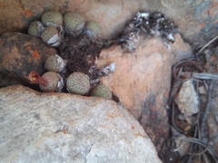 Conophytum truncatum