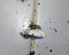 Calliteara diplozona