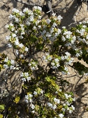 Thymus carnosus