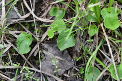 Viola epipsiloides