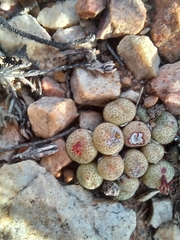 Conophytum truncatum