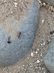Cataglyphis nodus