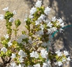 Thymus carnosus