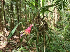 Billbergia euphemiae