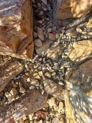 Conophytum truncatum
