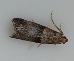 Acrobasis repandana
