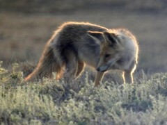 Vulpes vulpes karagan