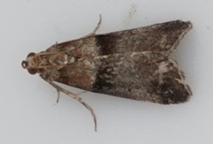 Acrobasis repandana