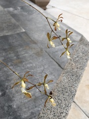 Encyclia adenocarpa