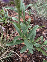Penstemon inflatus