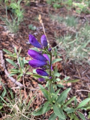 Penstemon inflatus