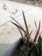 Encyclia adenocarpa