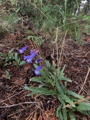 Penstemon inflatus