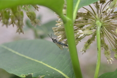 Synanthedon exitiosa