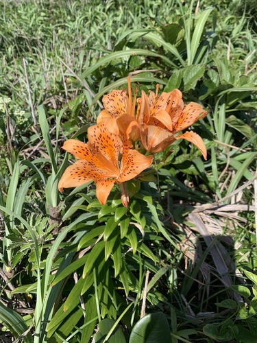 Lilium maculatum iNat (1)