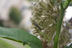 Synanthedon exitiosa