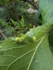 Eriophyes similis