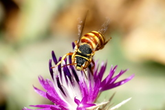 Rhodanthidium infuscatum