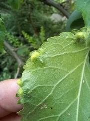 Eriophyes similis