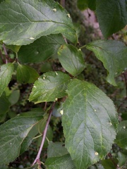 Eriophyes similis