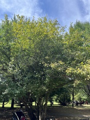 Crataegus holmesiana