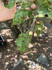 Crataegus holmesiana