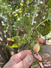 Crataegus holmesiana