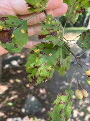 Crataegus holmesiana