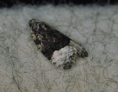 Apotomis funerea