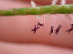 Eremochloa