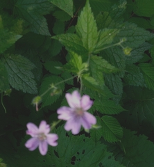 Geranium gracile