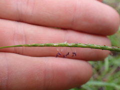 Eremochloa