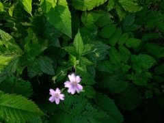 Geranium gracile