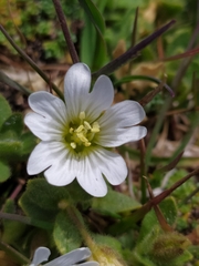 Cerastium uniflorum