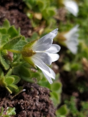Cerastium uniflorum