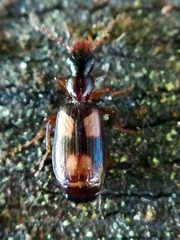 Calodromius spilotus