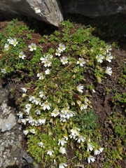 Cerastium uniflorum
