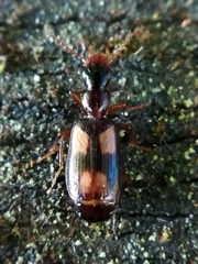 Calodromius spilotus