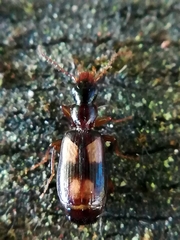 Calodromius spilotus