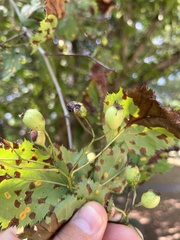 Crataegus holmesiana