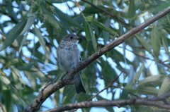 Ficedula hypoleuca