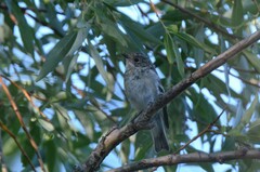 Ficedula hypoleuca