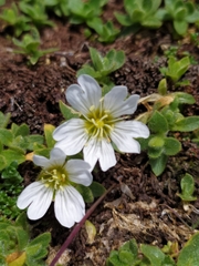 Cerastium uniflorum