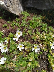 Cerastium uniflorum