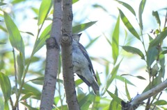 Ficedula hypoleuca
