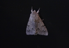 Acronicta leporina