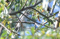 Ficedula hypoleuca