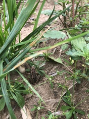 Lithobates palustris