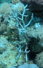 Melithaea rubrinodis