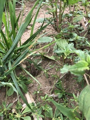 Lithobates palustris